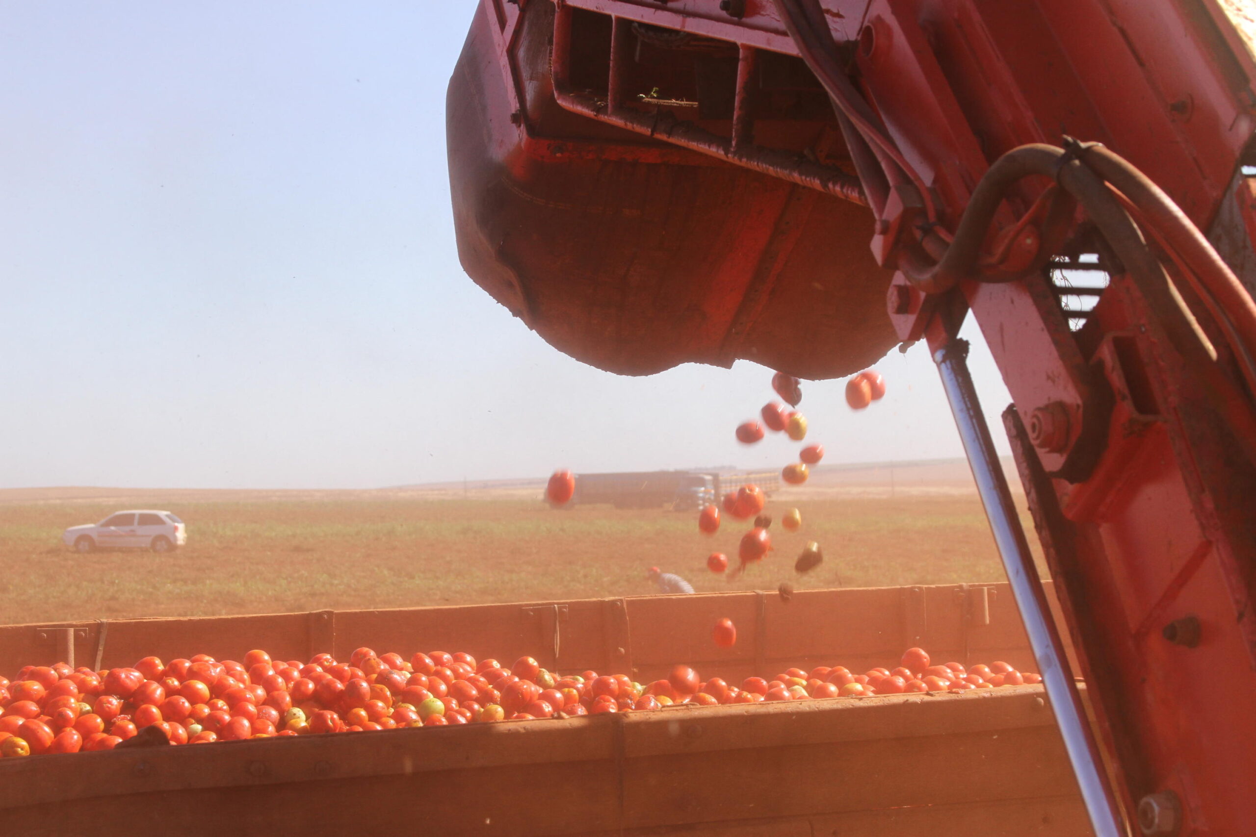 Pesquisa identifica nematoide nocivo ao cultivo de tomate industrial