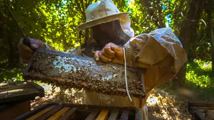 Usinas de Cana-de-Açúcar Promovem Projetos para Preservação das Abelhas no Brasil