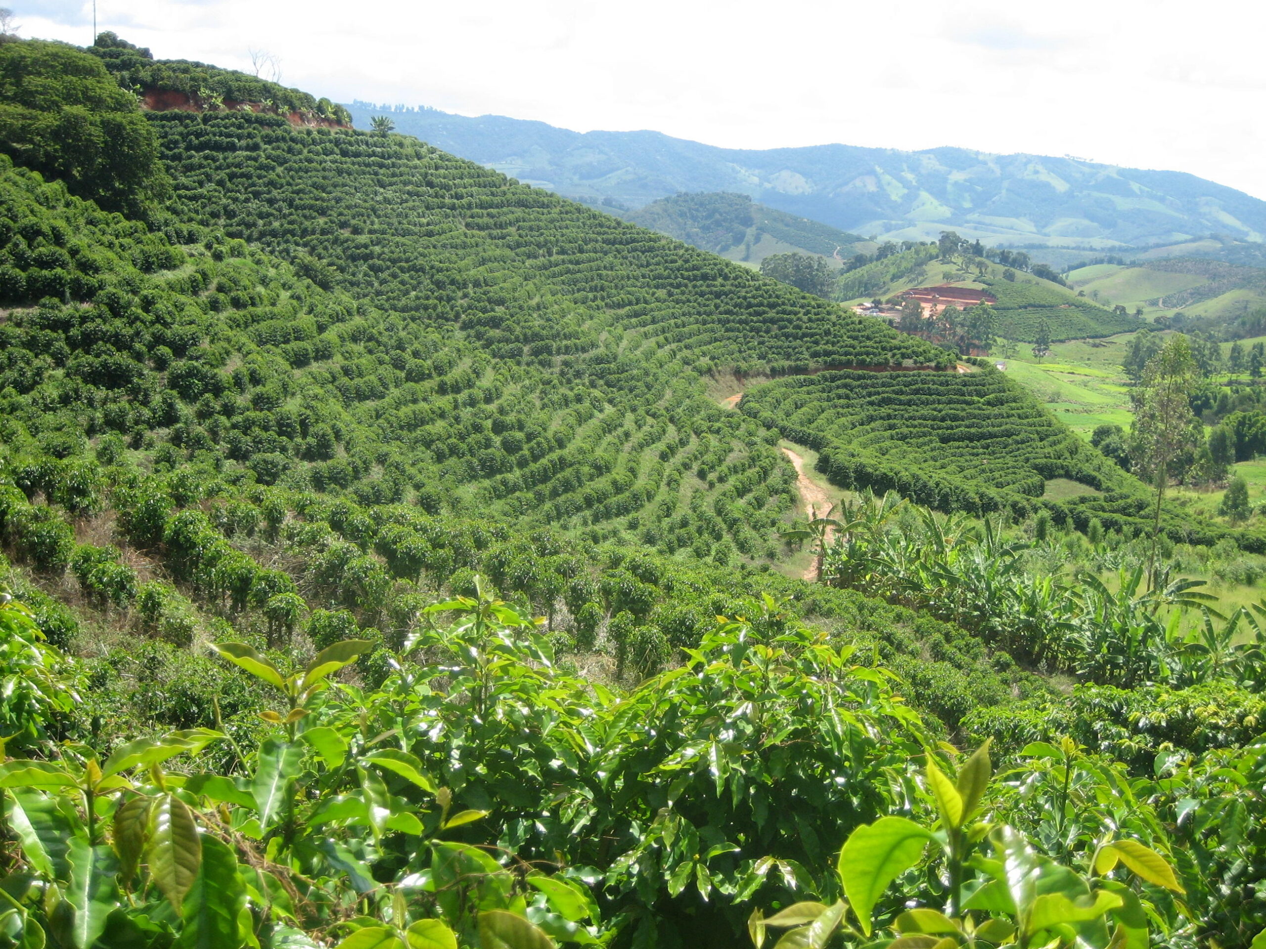 Safra de Café Brasileira em Destaque