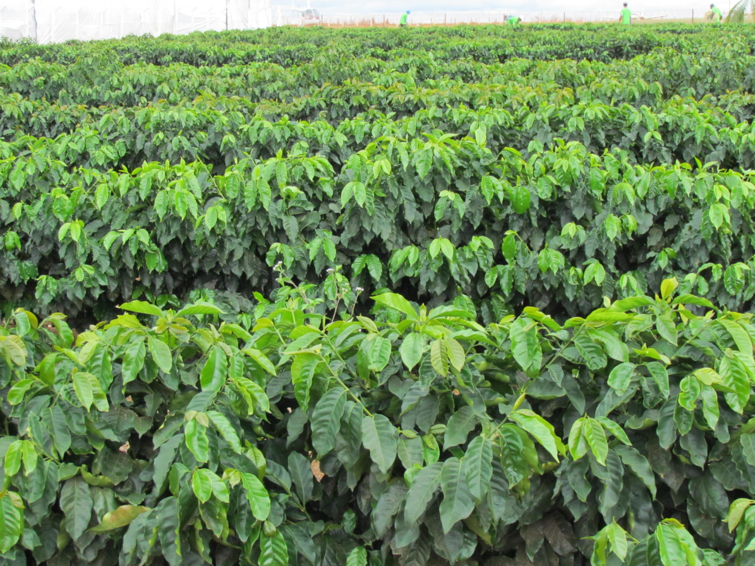 Condições produtivas no Vietnã elevam preços do café no Brasil