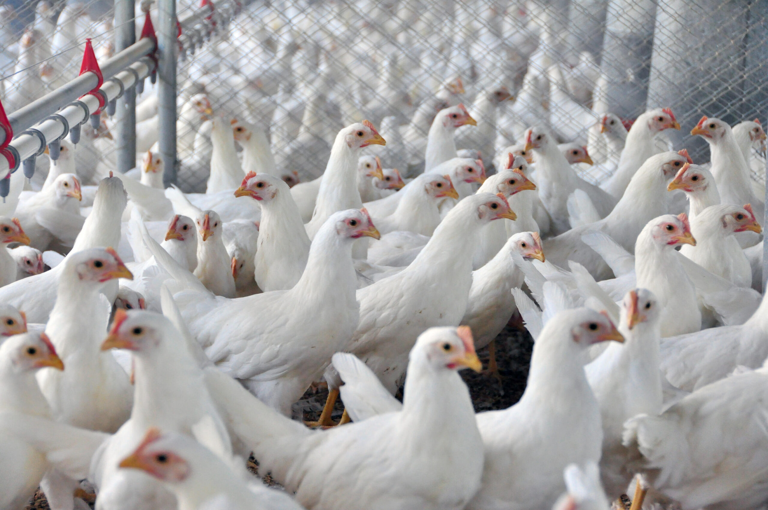 Preços de carne de frango caem em maio devido à demanda enfraquecida