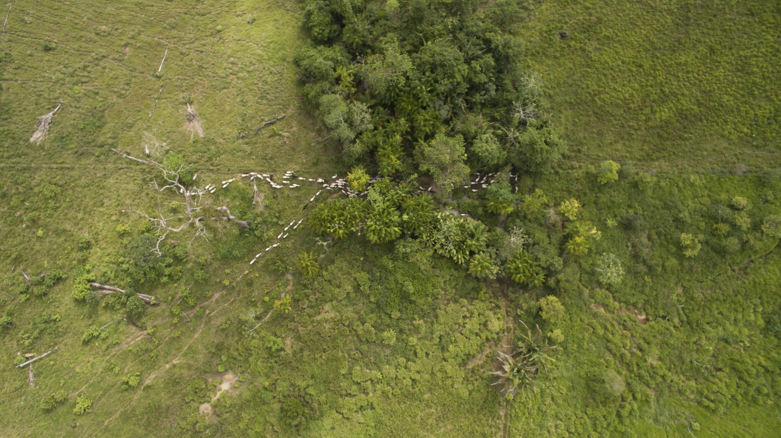 JBS investe R$ 10,2 Milhões em CRA para financiar pecuária regenerativa na Amazônia