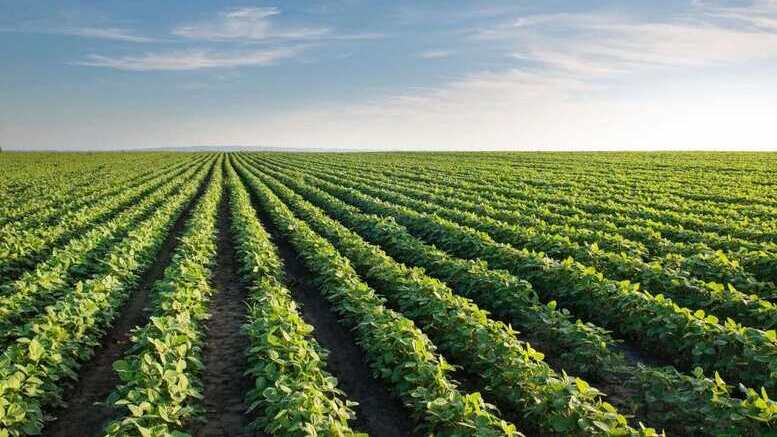 Venda de soja na Argentina acelera com melhora do clima e alta no preço