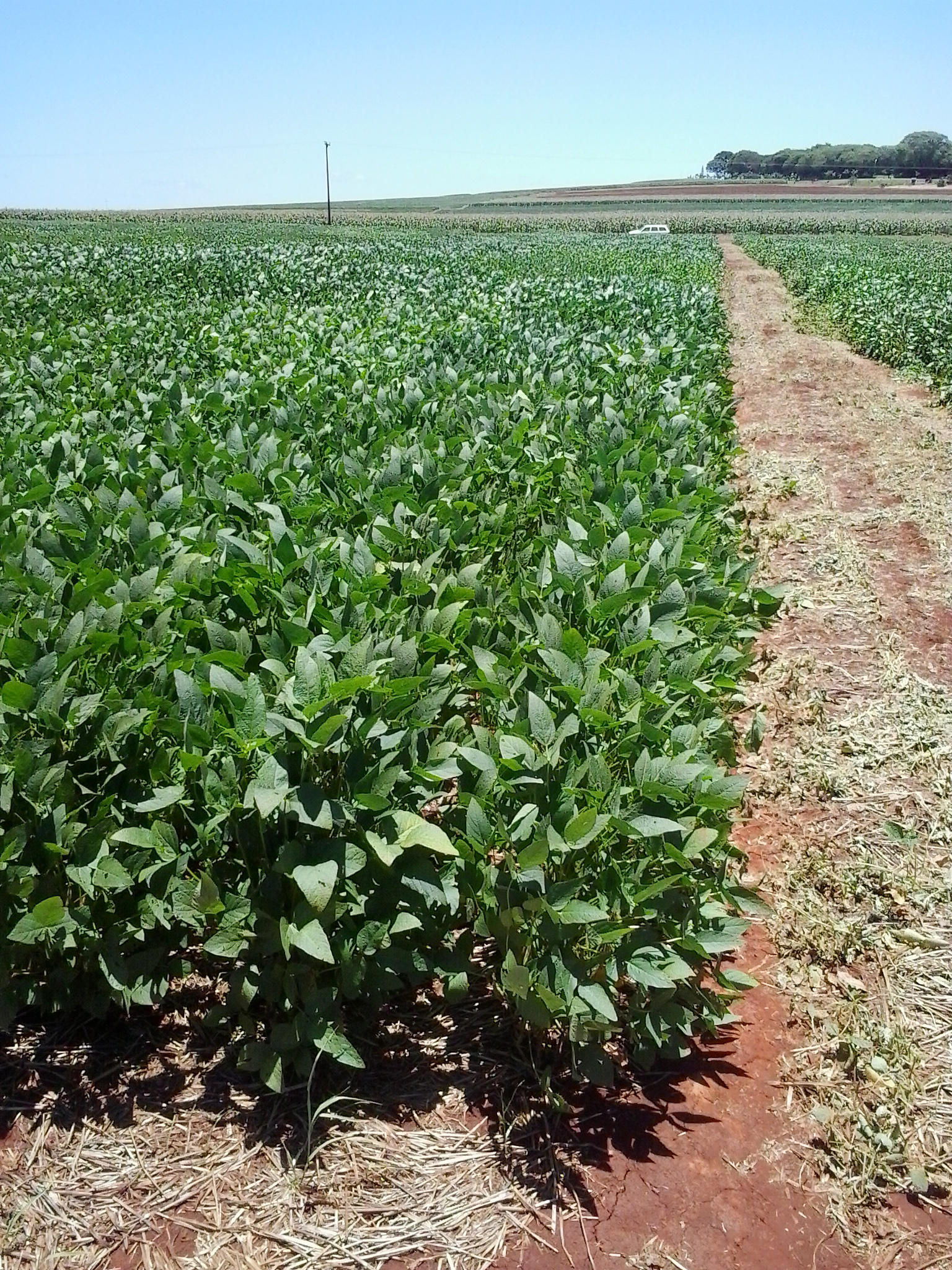 2º Fórum Sanidade Soja destacou desafios e inovações na luta contra pragas e doenças