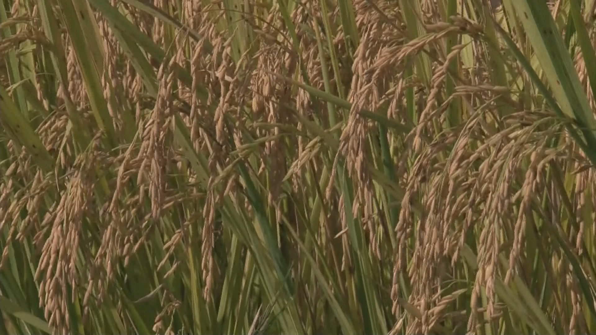 Arroz: expectativas para a safra na região Centro-Oeste Gaúcha