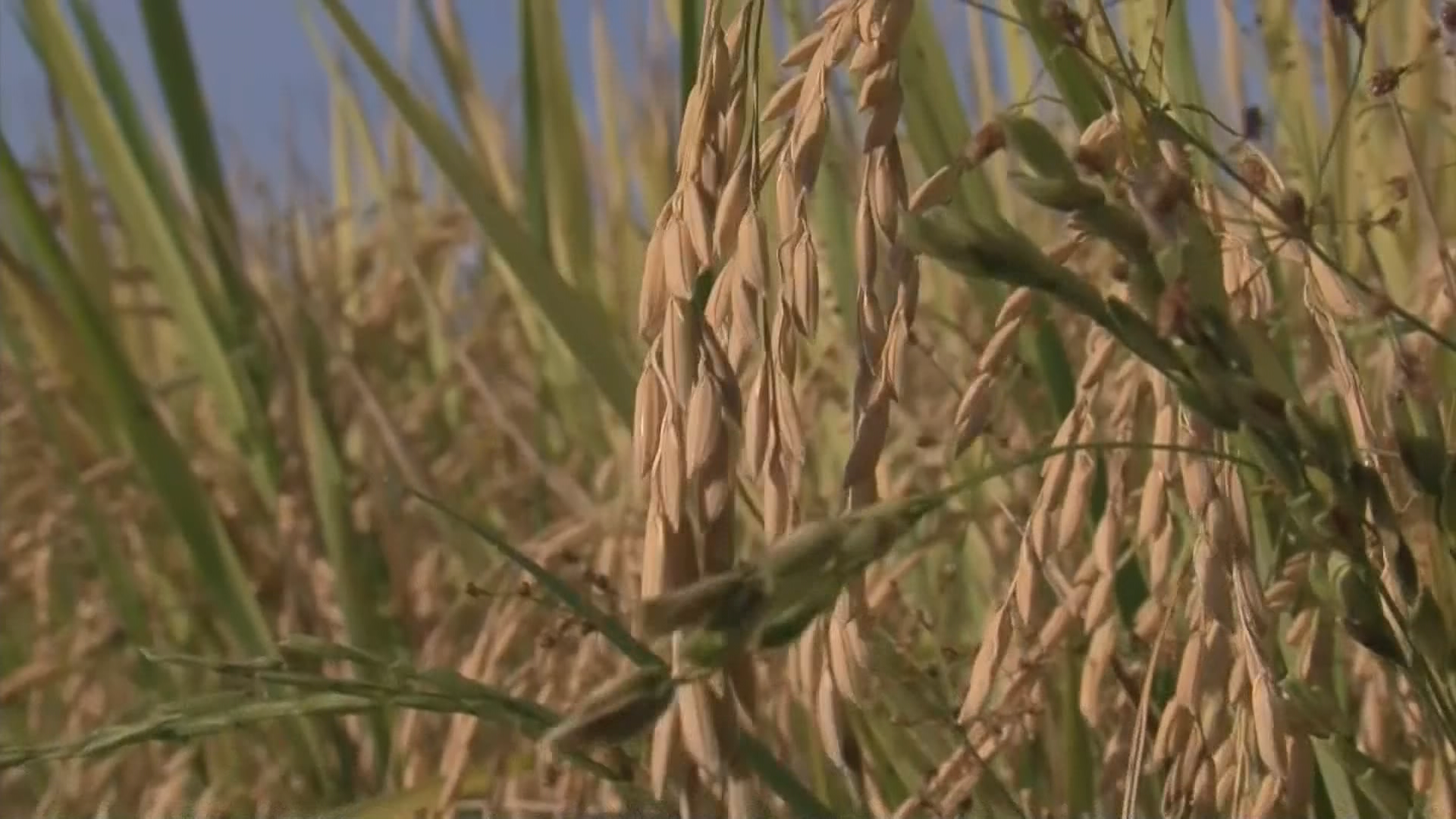 10 toneladas de arroz são apreendidas em operação federal