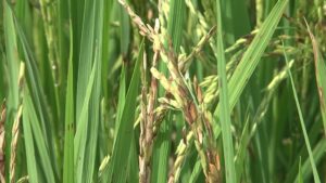 Tecnologia e Inteligência artificial no campo melhoram produtividade