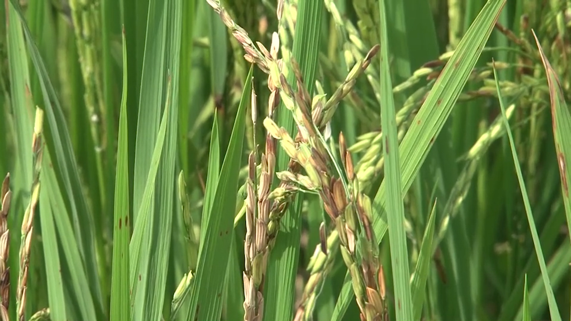 Conab abre compra de 137 mil toneladas de arroz