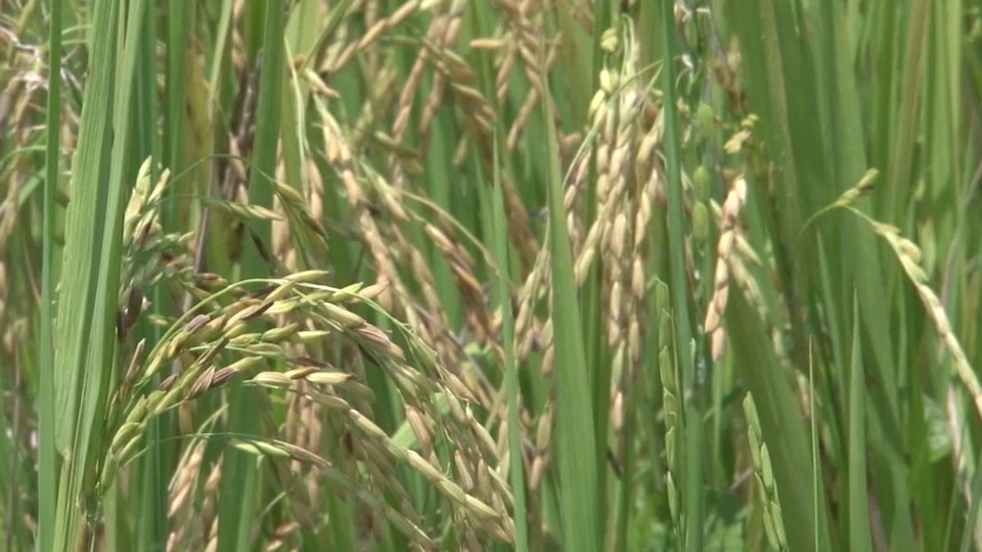 Nanopartículas aumentam nutrição e resistência em plantas de arroz