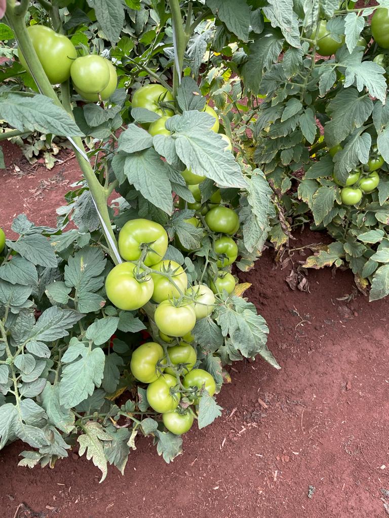 Controle de pragas do tomate em destaque em feira do Agronegócio