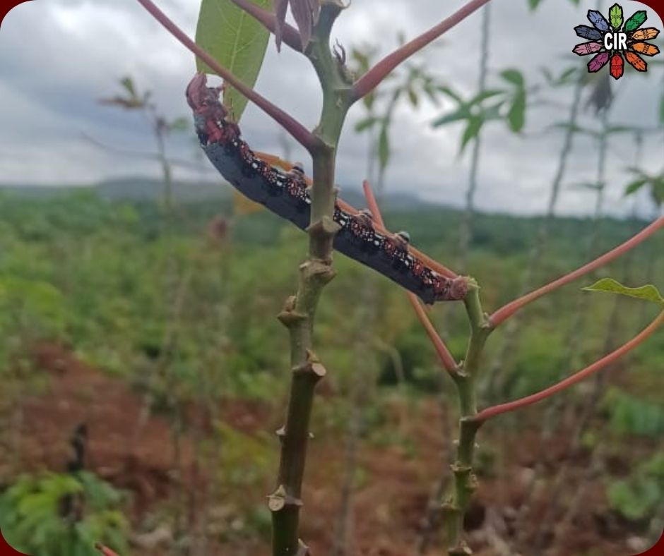 Perigo – lagartas matam mais de 7 mil bovinos no Brasil