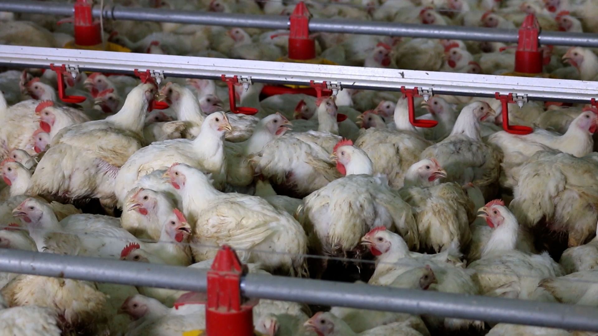 China retoma importação de frango brasileiro e impulsiona exportações