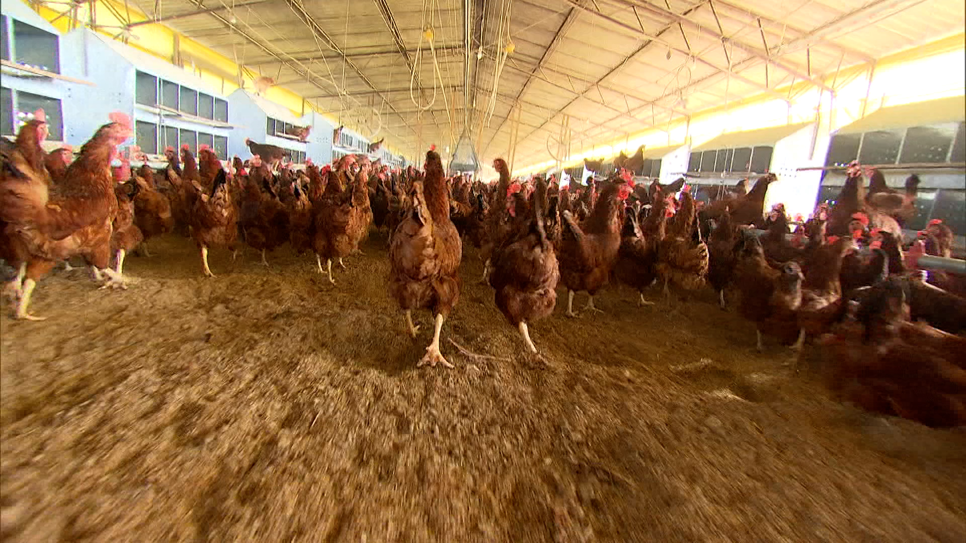 Sete países retiram barreiras à importação de carne de aves brasileira