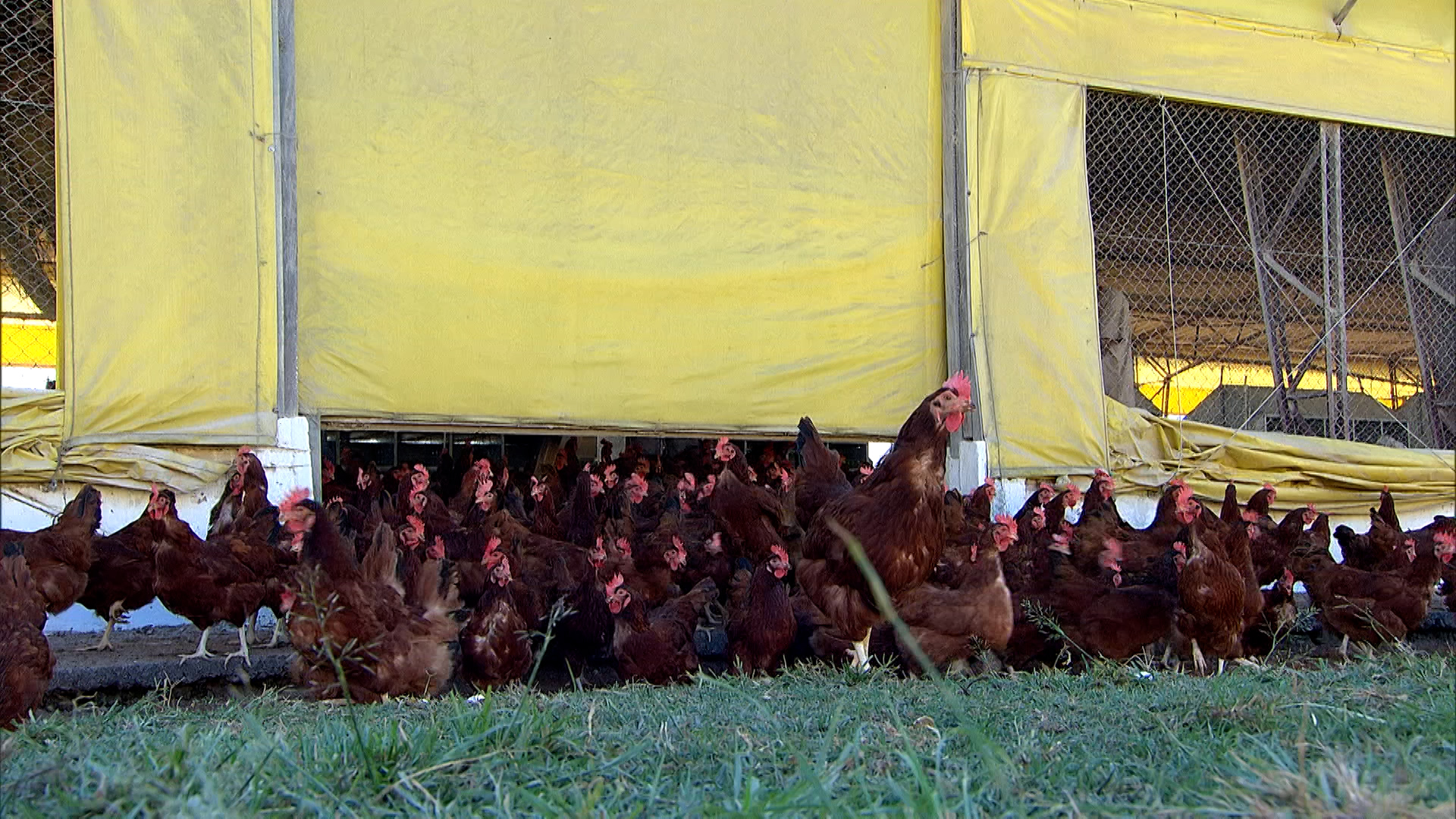 Ministério da Agricultura confirma primeiro foco de gripe aviária em granja comercial no Brasil