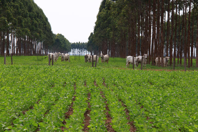 Sistema PPS: O futuro da produção de carne bovina