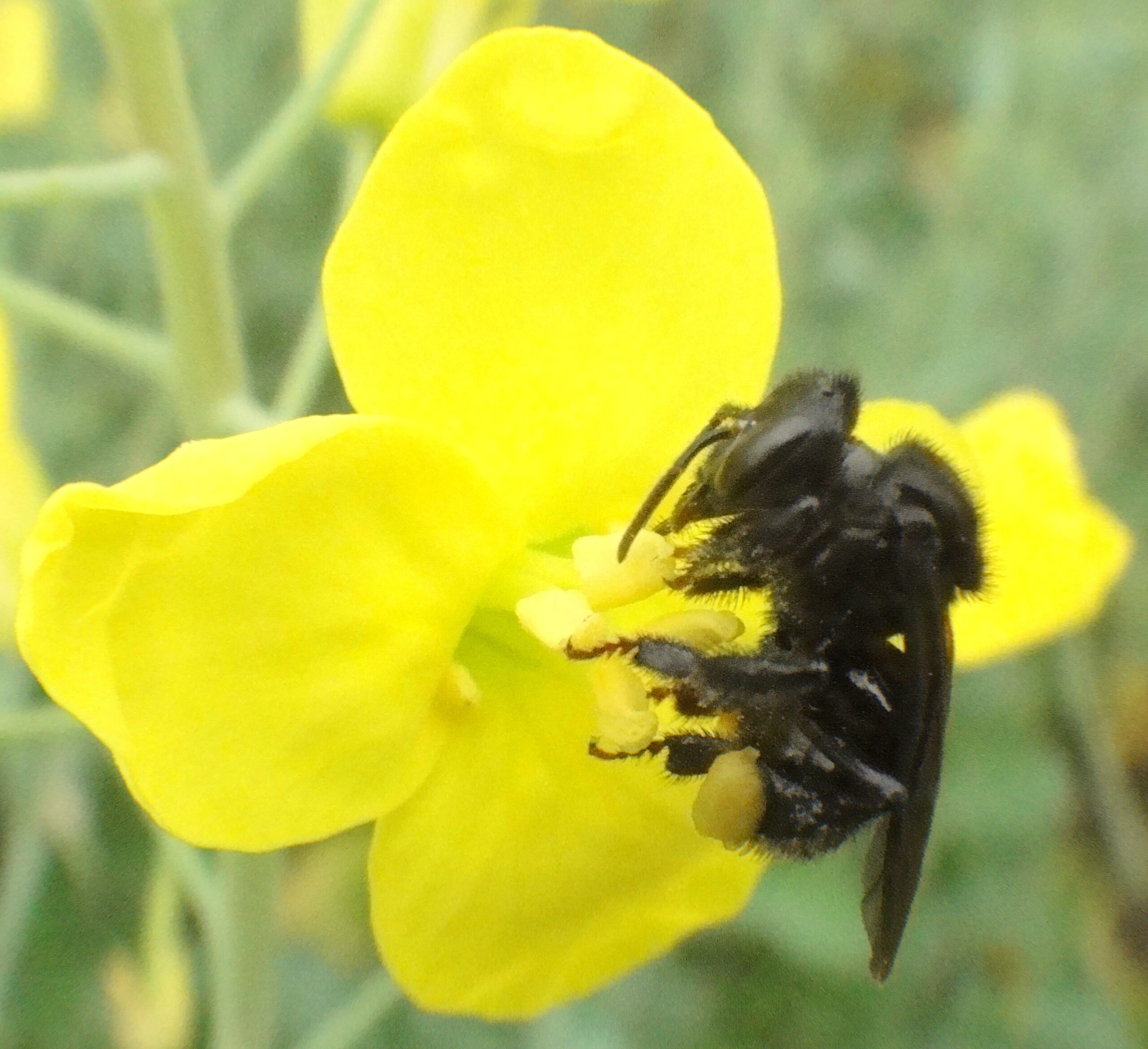 Projeto brasileiro: conheça pesquisa que permite alugar abelhas