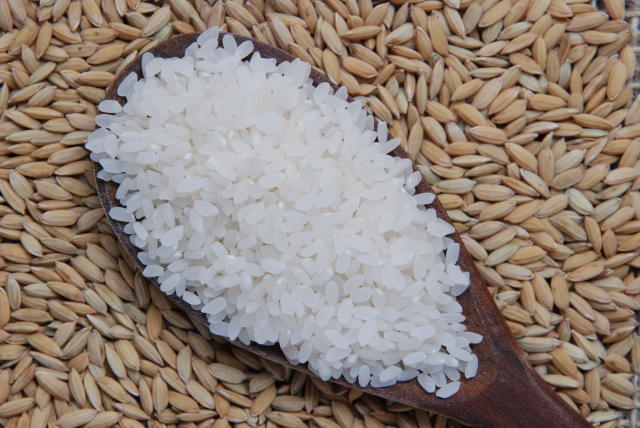 Tarifa dos EUA sobre arroz brasileiro ameaça exportações e preocupa indústria nacional