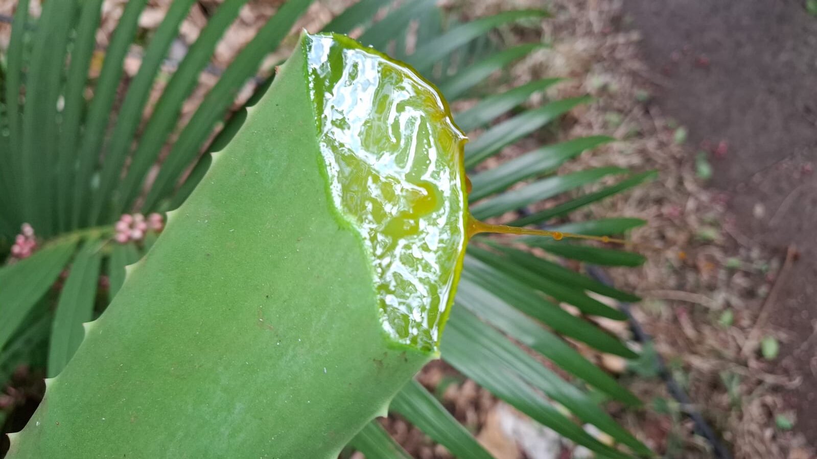 Babosa – saiba como ganhar dinheiro produzindo aloe vera