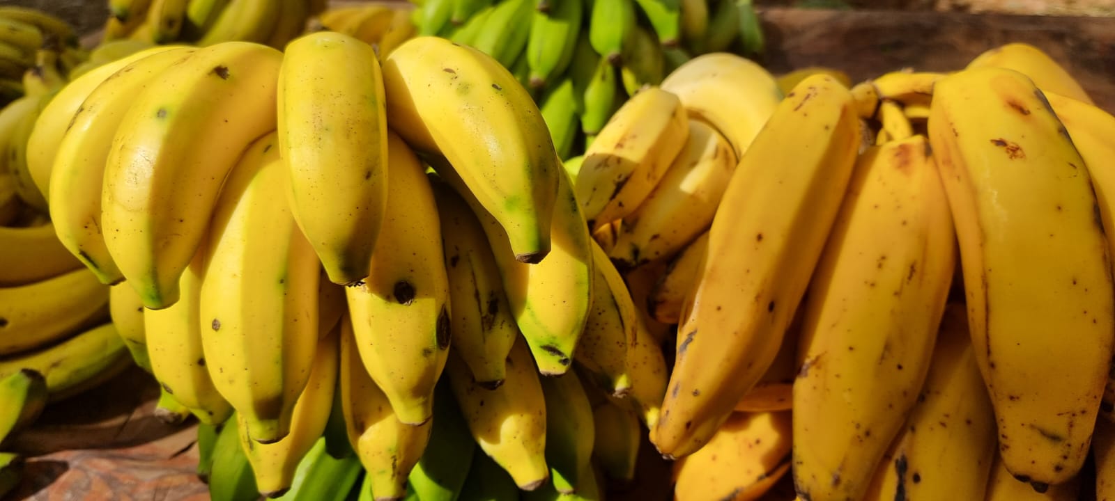 Como cientistas transformaram casca de banana em energia mais barata e limpa