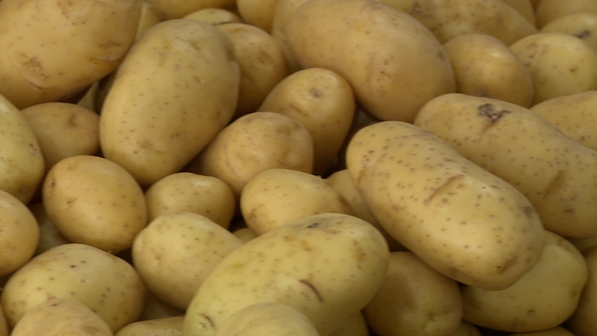 Produtividade recorde reduz perdas na batata em 2025