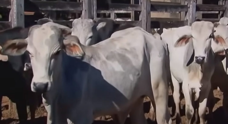 Carne bovina: vendas constantes mantêm preços estáveis