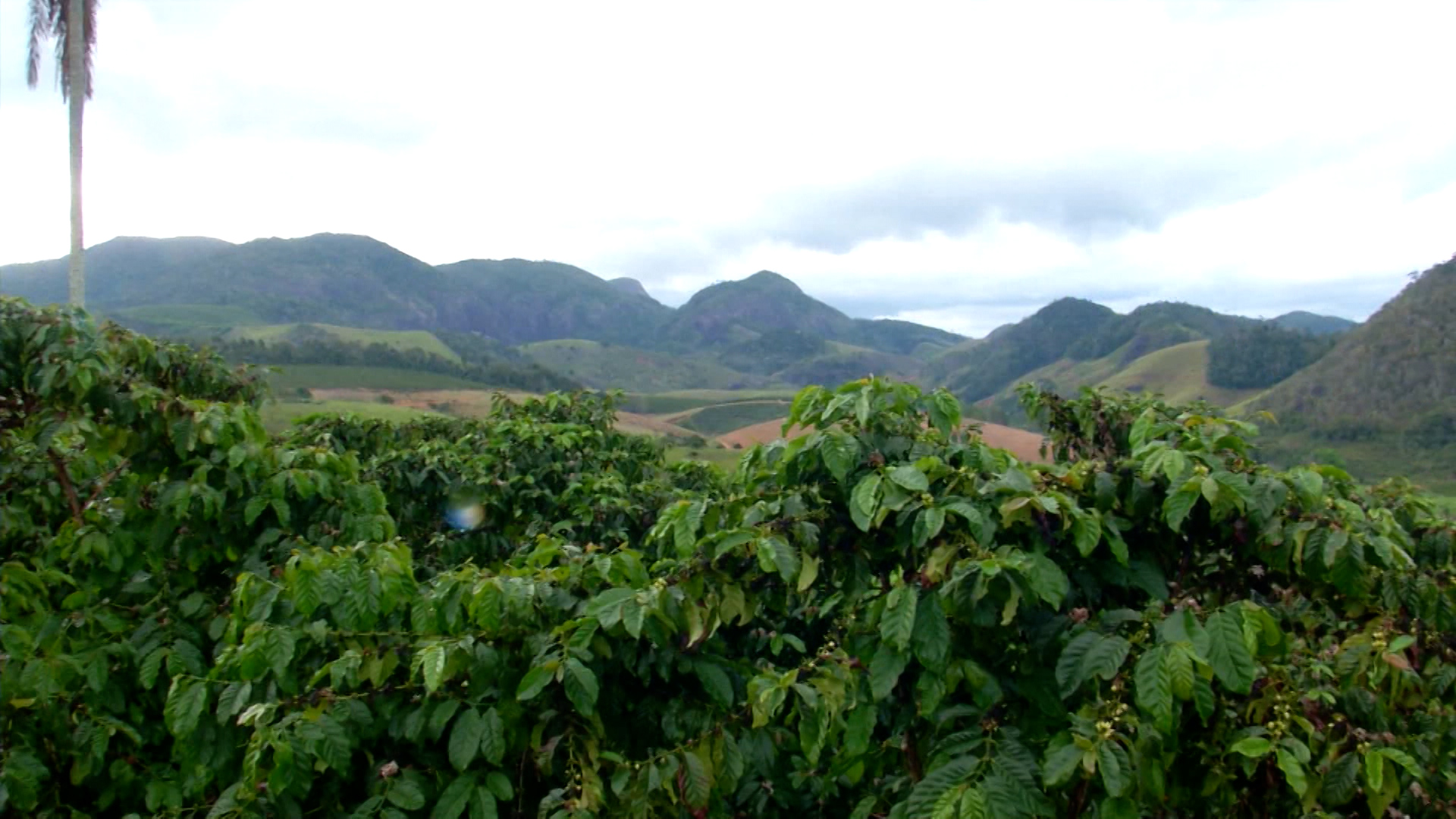 Preços do café sobem e frio intenso preocupa produtores