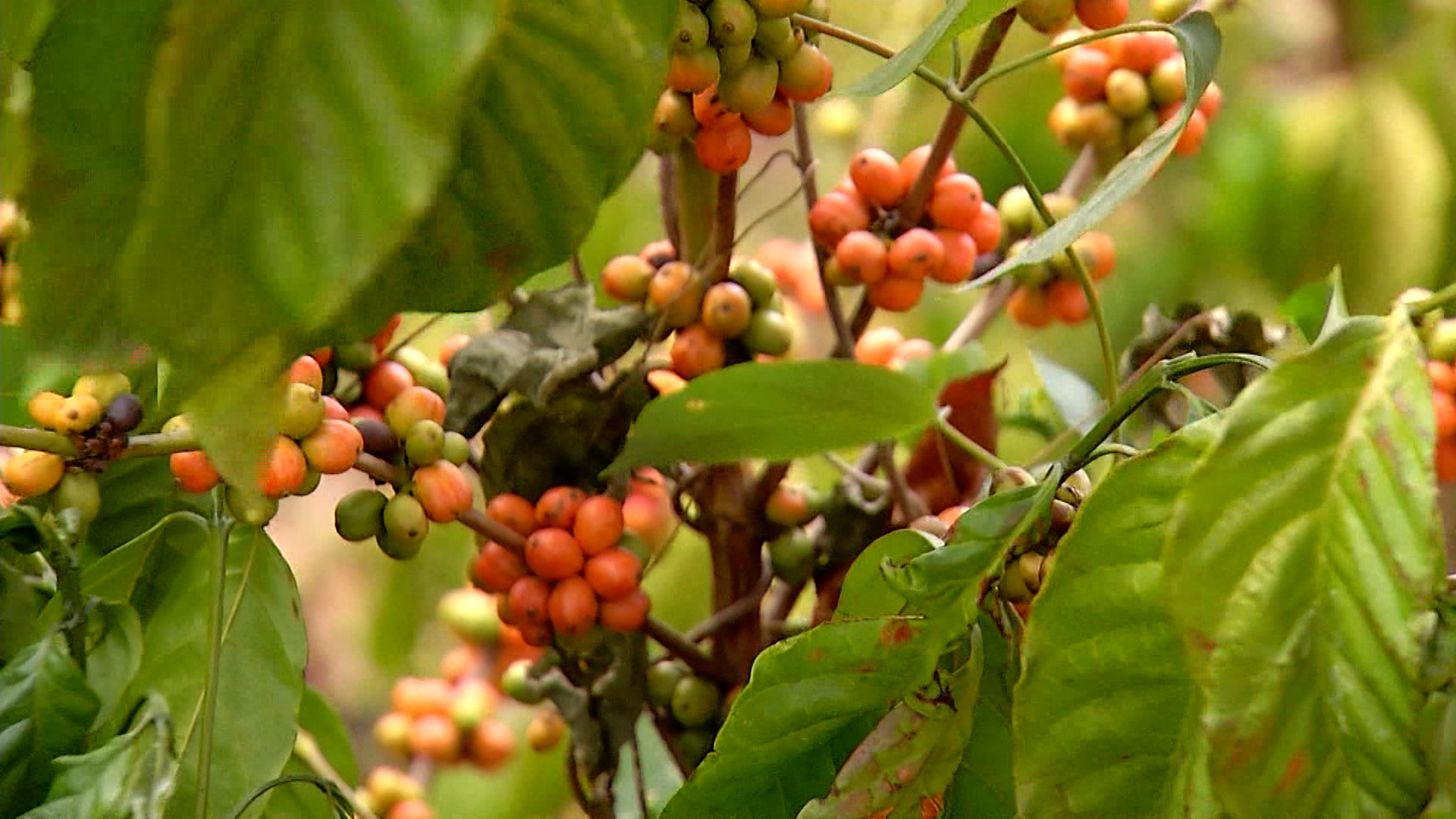 Exportação de café para EUA cai 46% em agosto com tarifa de Trump