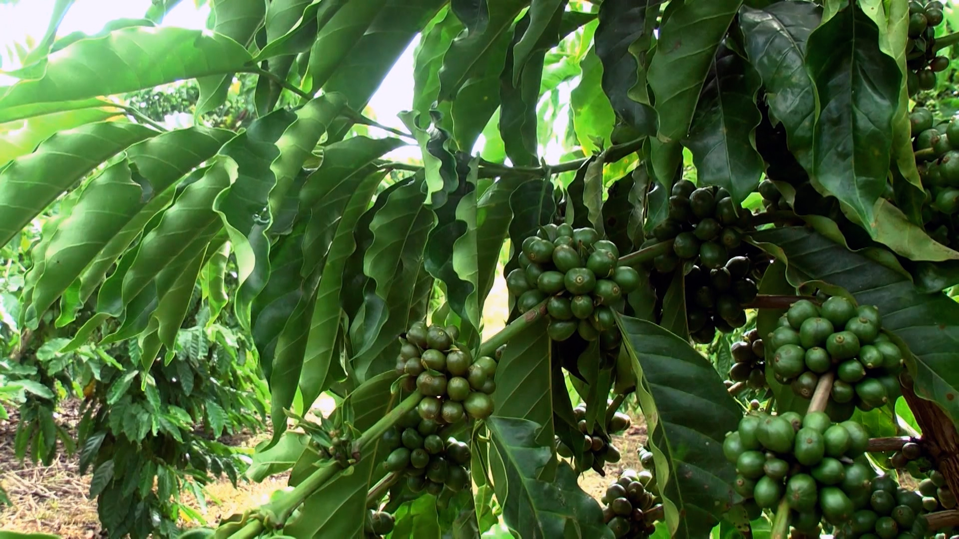 Café robusta cresce no Brasil enquanto arábica sofre com clima