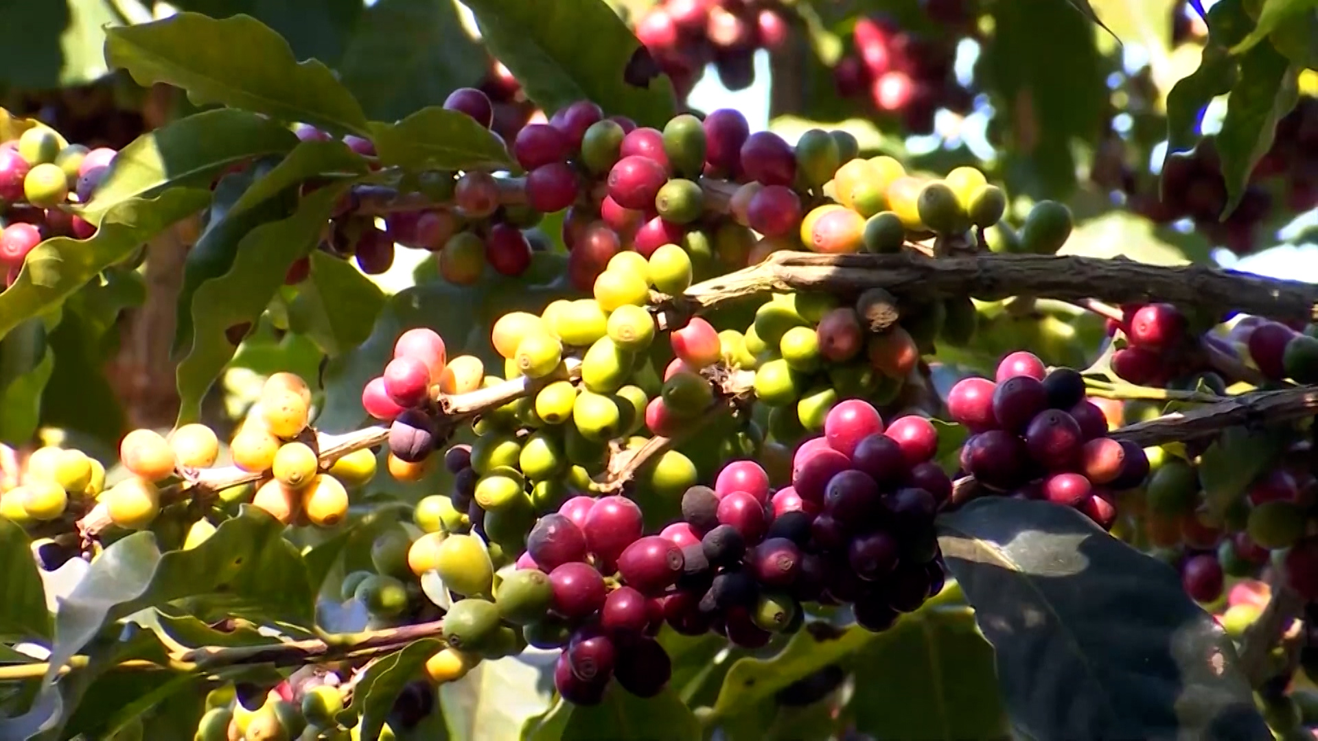Brasil tem recorde de exportação de café em setembro