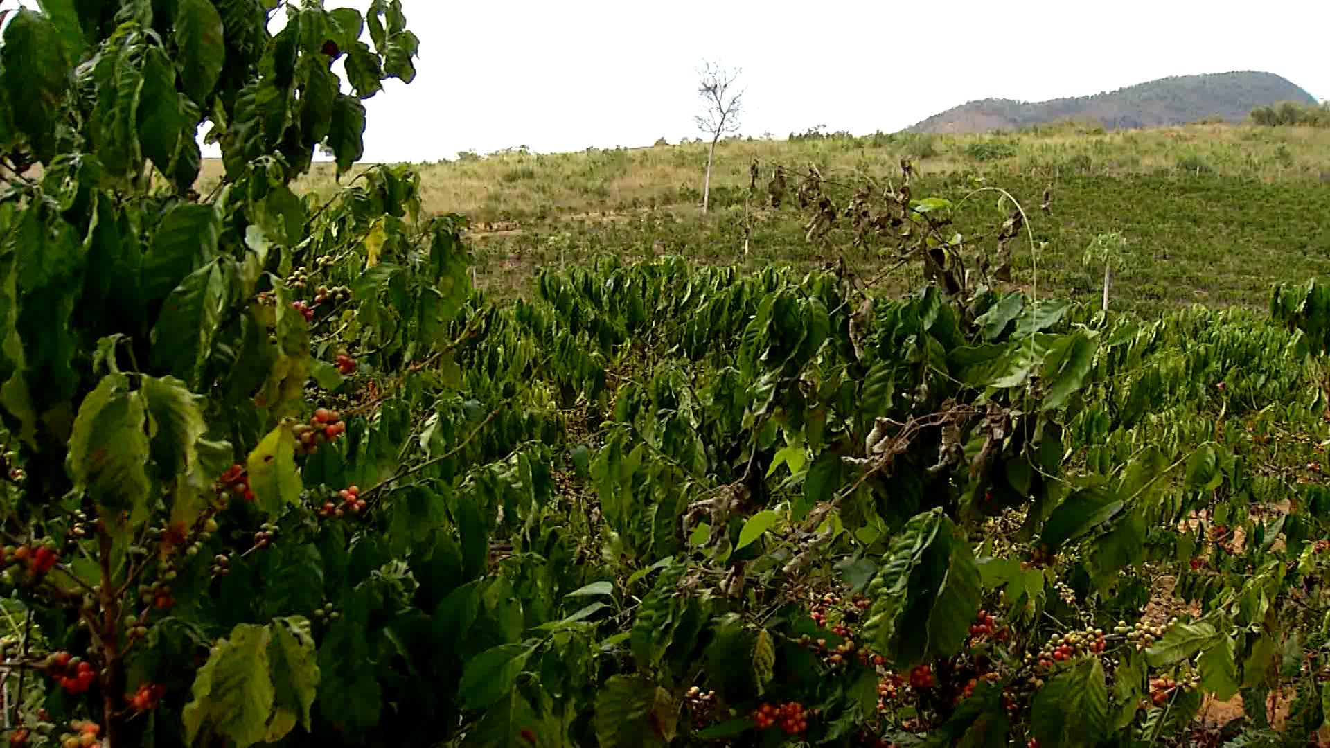 Preços do café robusta superam R$ 1.500 e dobram em 2024