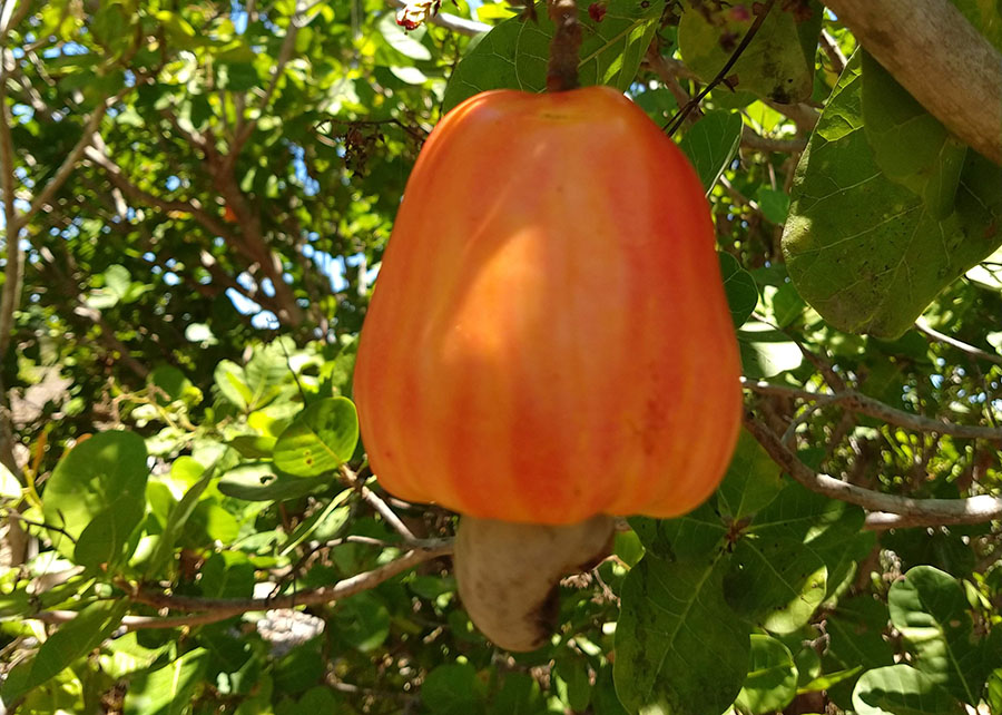 Conheça o poder do caju e saiba como cultivá-lo facilmente