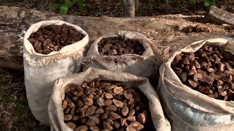 Castanha-do-Pará: produção despenca e preços disparam