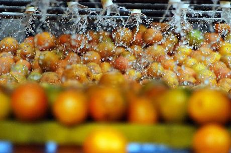 Escassez de laranjas em julho: preços em alta