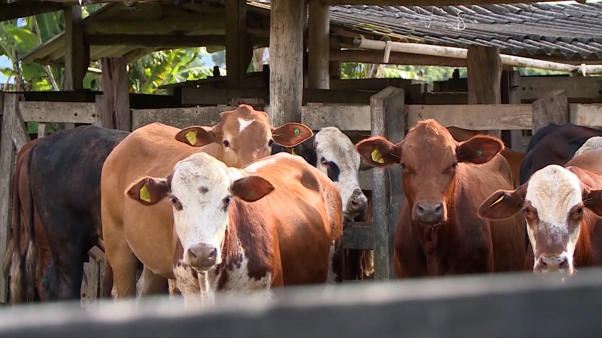 Fenasul Expoleite 2025 terá ampla participação de animais de diversas raças
