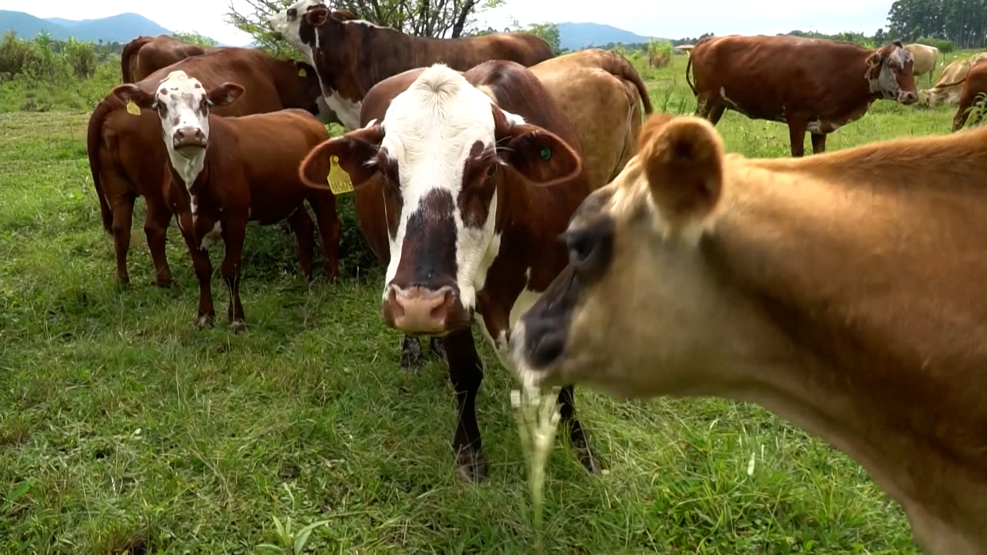 Como ganhar dinheiro plantando capim?