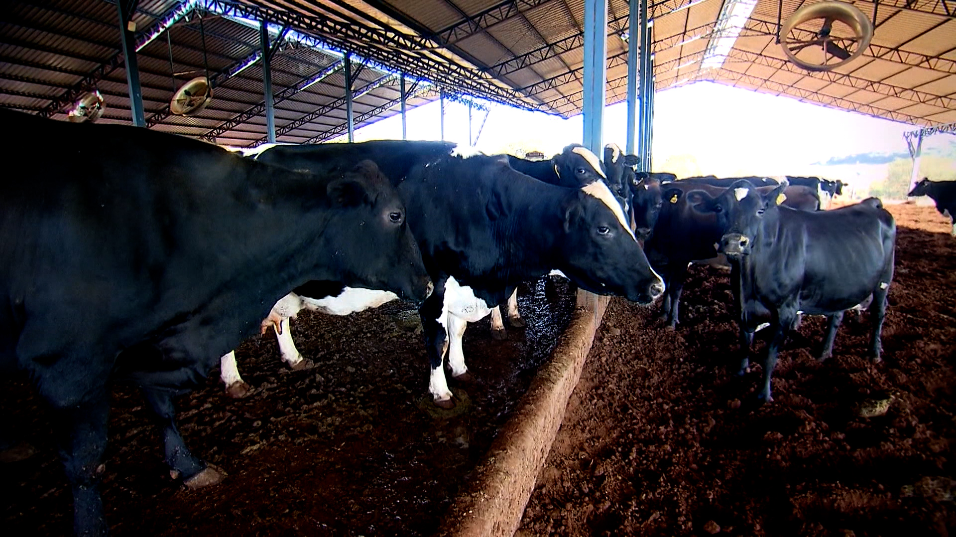 Brasil terá rastreamento obrigatório de bovinos e búfalos em 2033