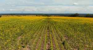 Girassol: uma oportunidade lucrativa para agricultores