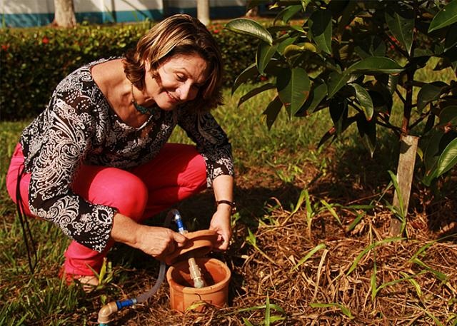 Baixo Custo: tecnologia de irrigação com potes da Embrapa é certificada pela Fundação Banco do Brasil