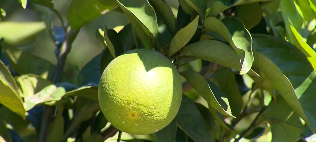 Citricultores paulistas têm até quarta-feira para entregar relatório de Cancro e Greening
