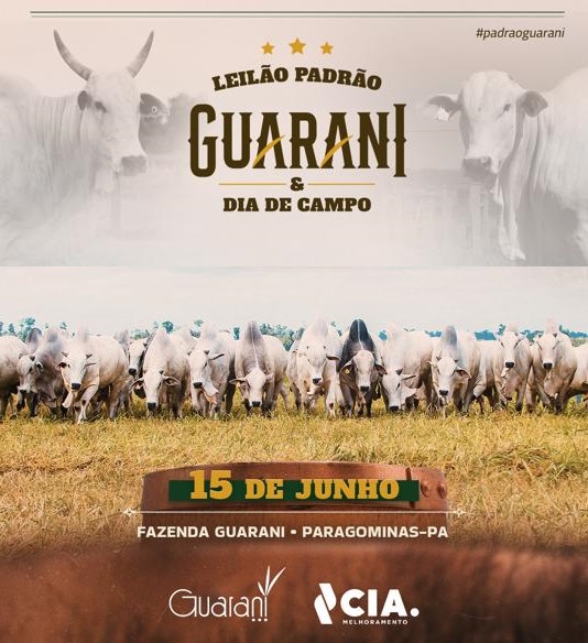 Acompanhe o Leilão Padrão Guarani