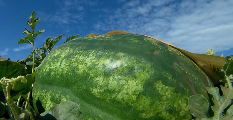 Pesquisa promete revolucionar cultivo de melancia no Amapá