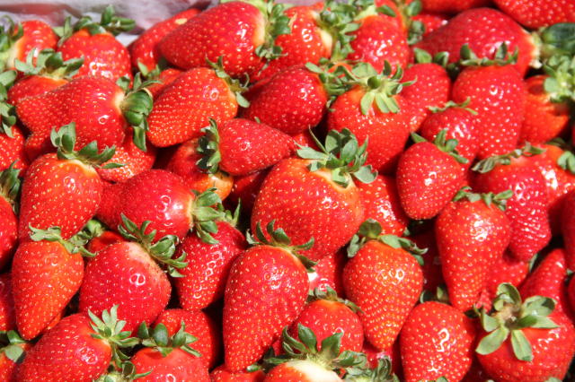 Mão de obra e insumos lideram custos na produção de morango