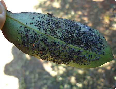Mosca negra dos citros: saiba como combater a praga