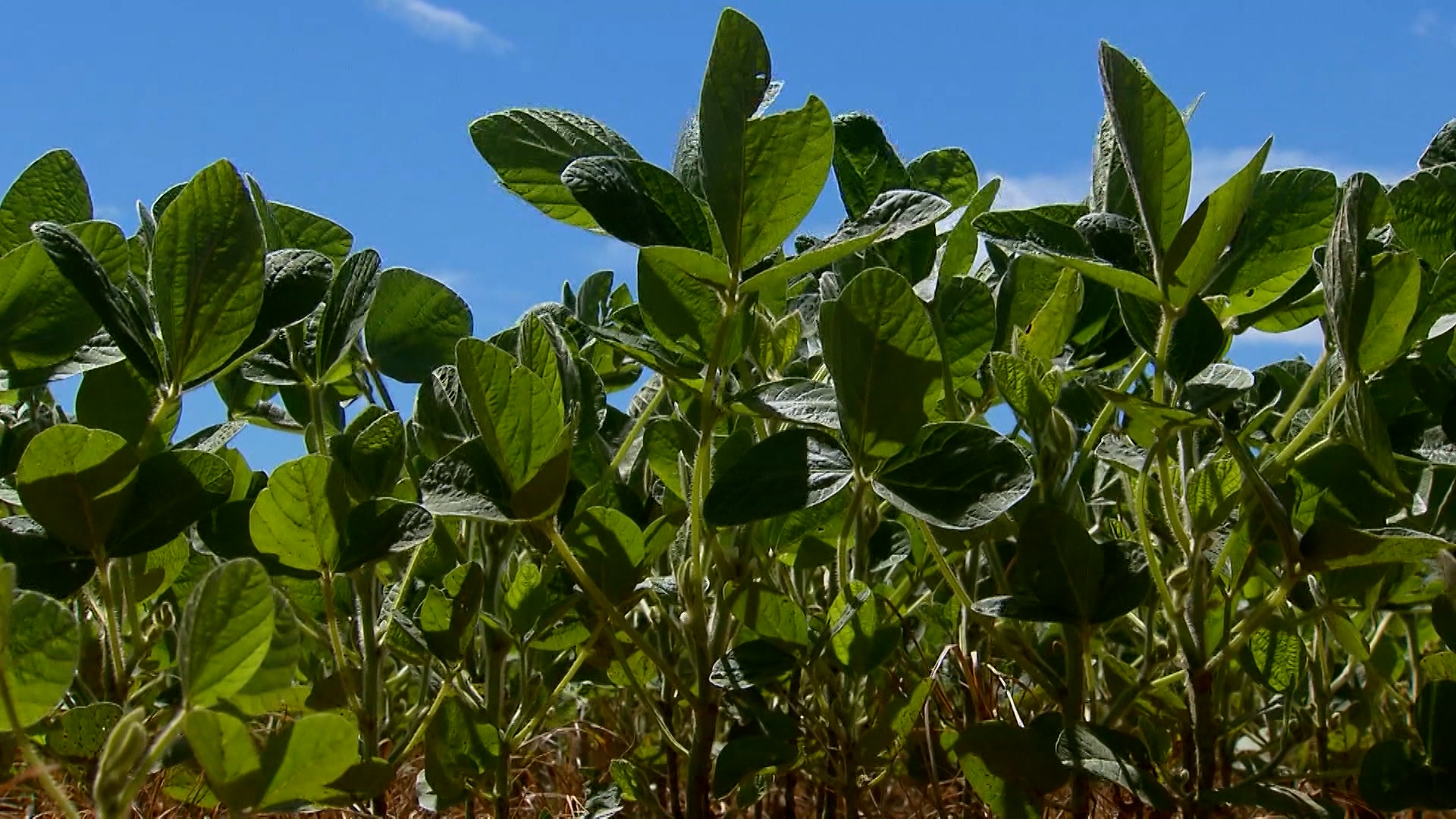 Perigo: mancha-alvo cresce 33% ao ano