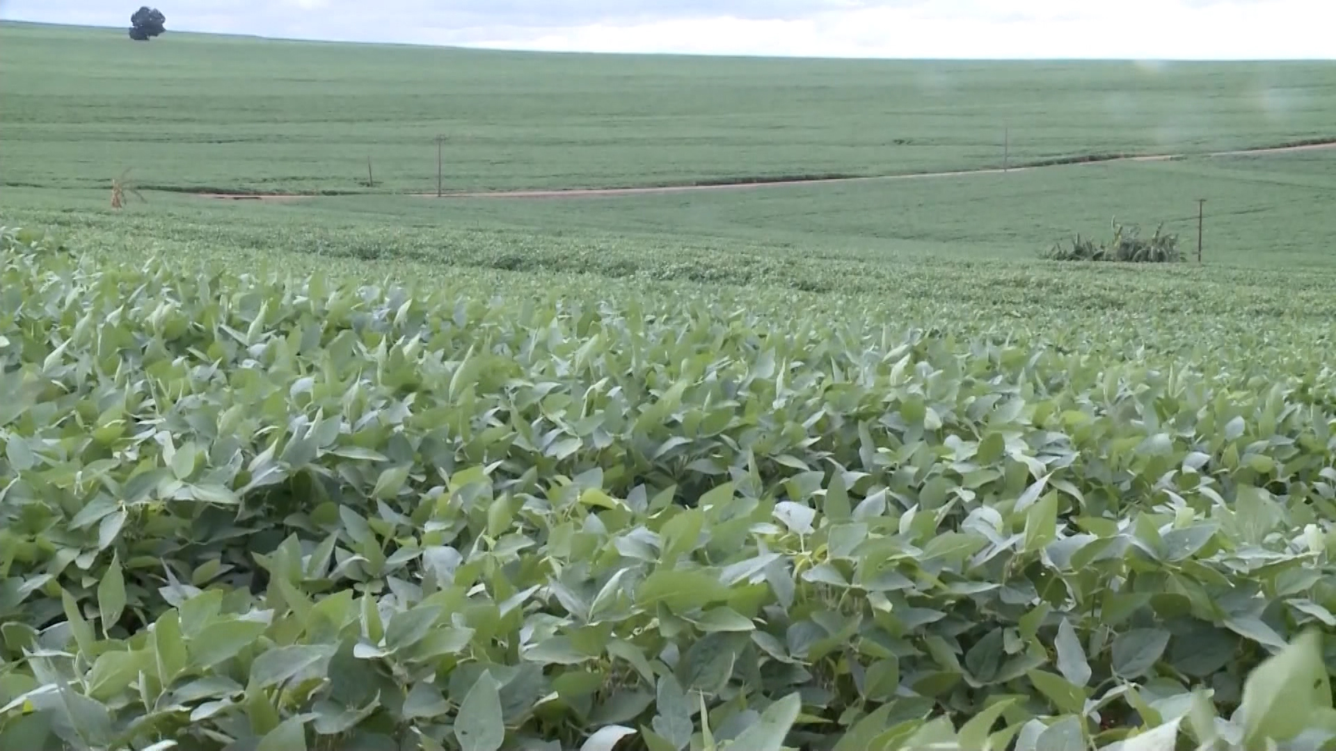 Clima: produtores de Mato Grosso do Sul devem adotar práticas agrícolas