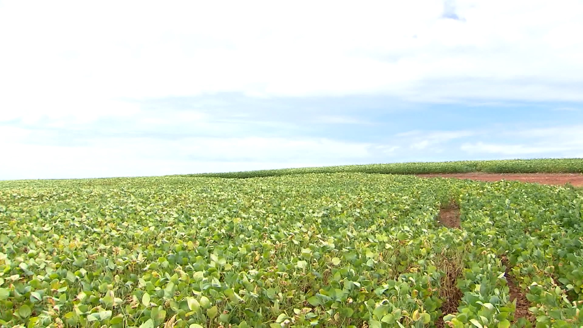 Dessecação pré-colheita da soja: estratégia chave para maximizar produtividade