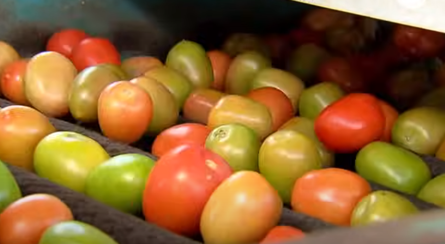 Preço do tomate segue em queda nos principais pontos do país.