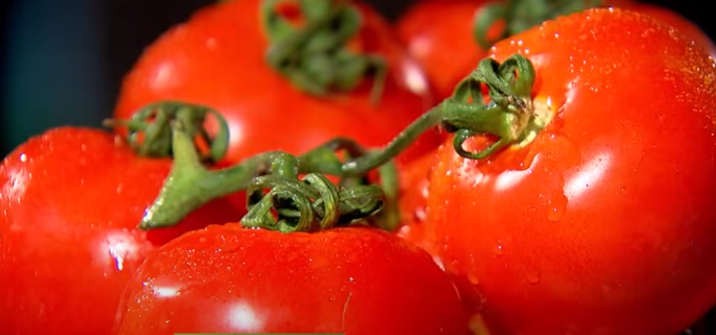 Tomates ancestrais conquistam agricultores e chefs de cozinha