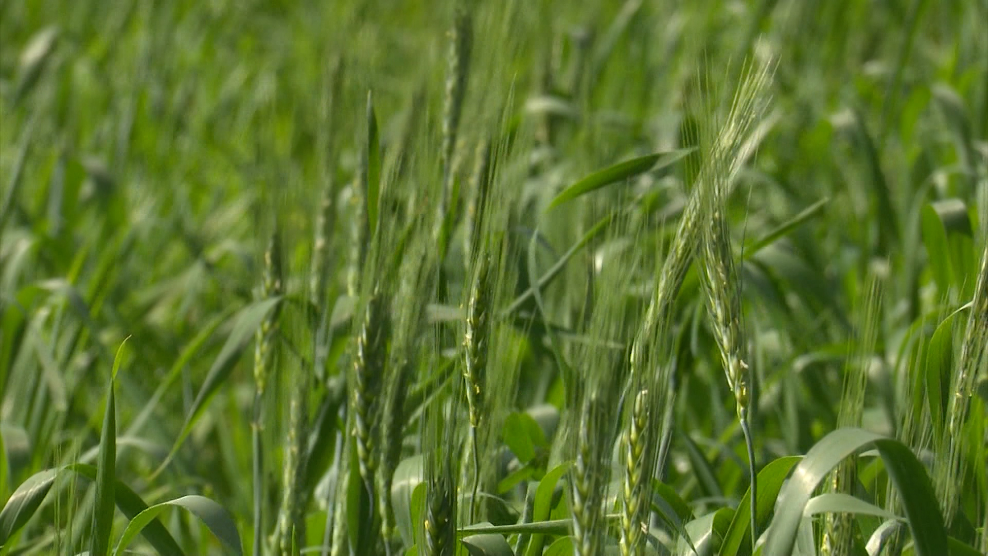 BASF anunciou mudanças em sua Divisão Agro