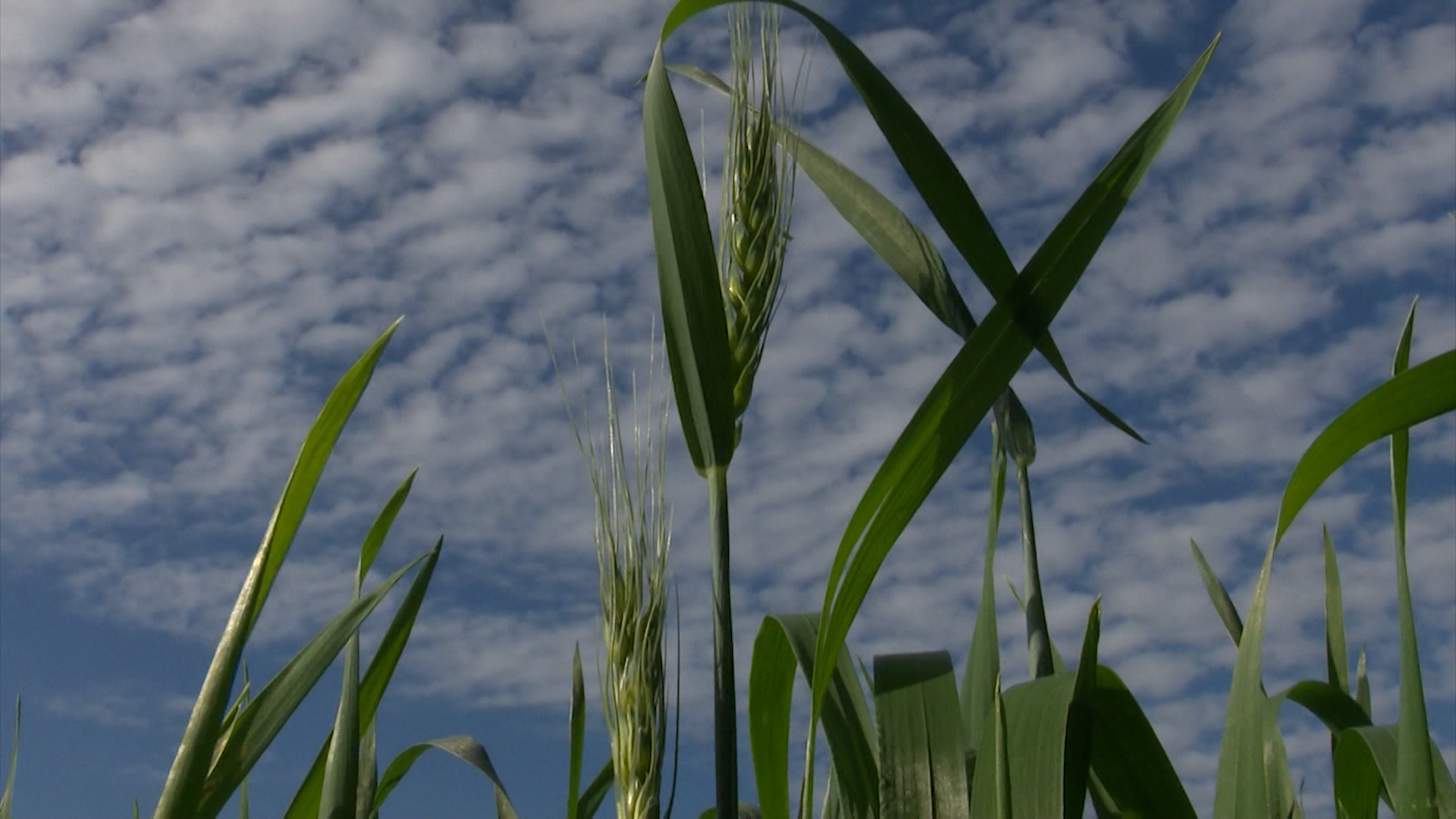 Trigo tropical avança no Cerrado